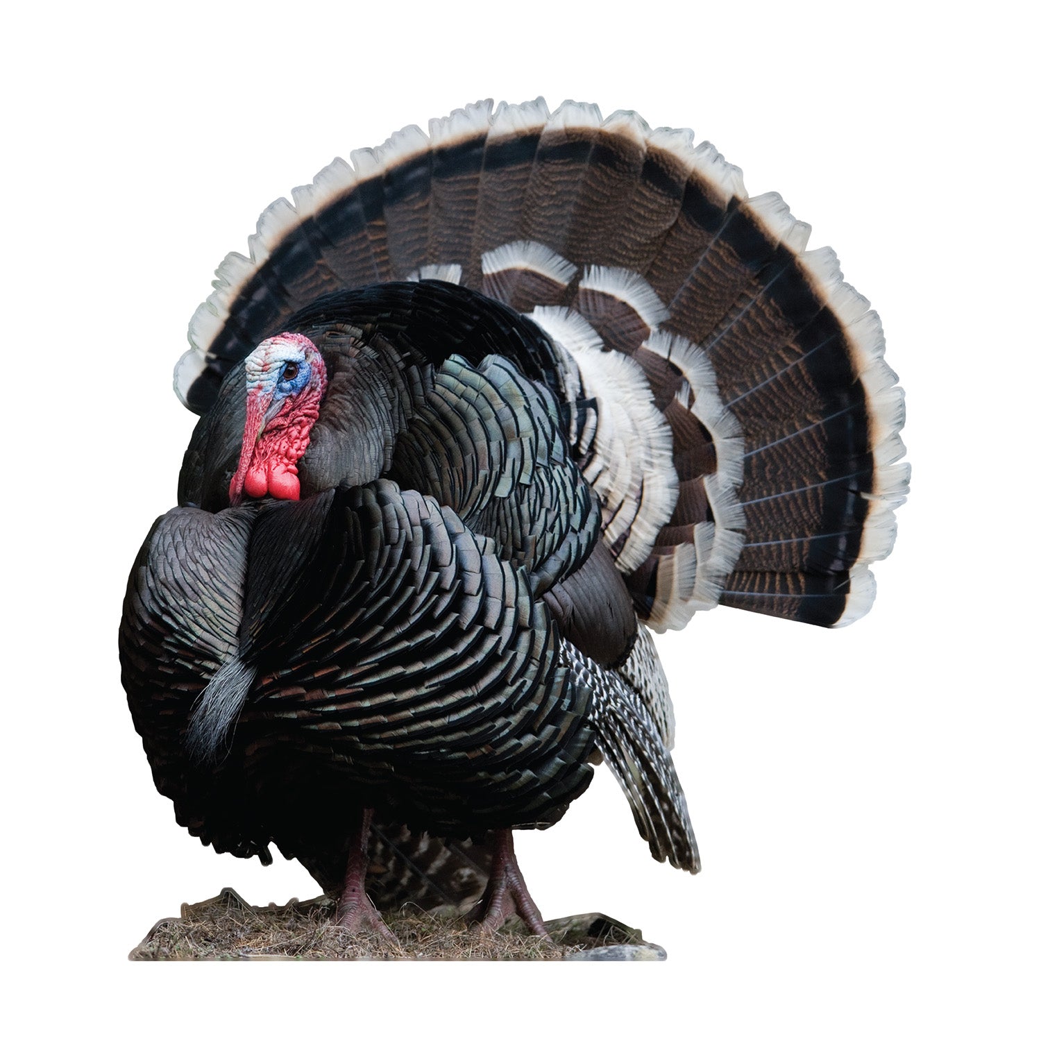 wild turkey wall graphic cut out